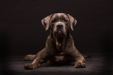 Cane corso dog