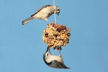 Birds On A Suet Feeder