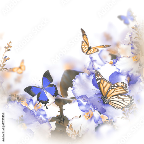 Tapeta ścienna na wymiar Amazing bouquet of spring violets and butterfly