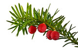 Fototapeta  - Zielona gałązka cisu z czerwonymi owocami na białym tle