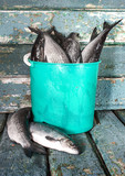 Fototapeta  - Raw fish in a bucket
