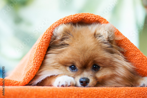 Cuadros en Lienzo Pomeranian puppy with ladybirds
