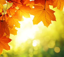 Wall Mural - leaves in autumn forest