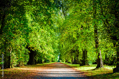 colorful-trees-in-autumn-park-during-a-sunny-day