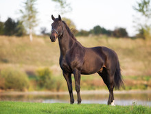 Adult Brown Horse