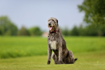 Canvas Print - Irish Wolfhound dog