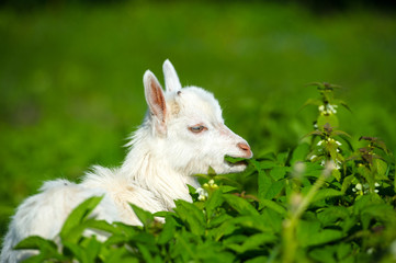 Wall Mural - white baby goat