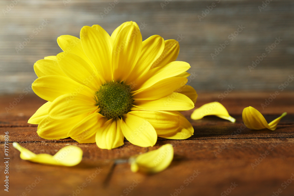 Yellow chrysanthemum on wooden background