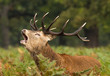 Roaring stag deer during the rut