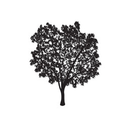 Wall Mural - ficus tree silhouette with leaves