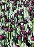 Fototapeta Tulipany - Ottawa the black tulips 2008