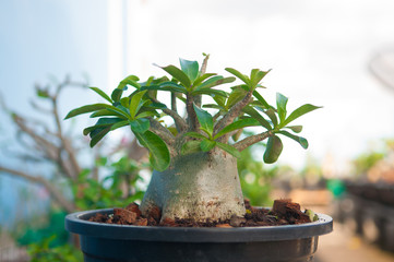 adenium obesum tree or desert rose in flowerpot
