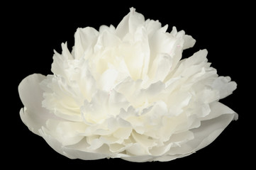 Wall Mural - White Peony Flower on Black Background