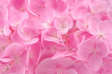 Wall Mural - Beautiful Pink Hydrangea Flower Background