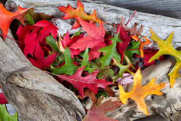 Wall Mural - Autumn Leaves on Driftwood