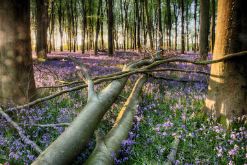 Wall Mural - Fallen tree in bluebell wood