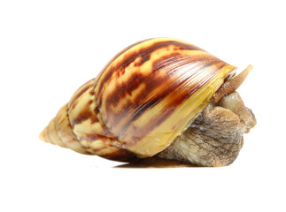 Snail isolated on white background.