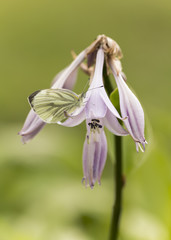 Sticker - Green-Veined white resting on Funkia, Hosta flower