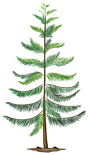 A Norfolk Island Pine