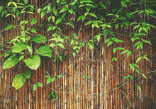 Plant On Bamboo