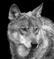 wolf portrait