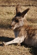 Sitzendes Känguru