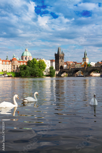 Obraz na płótnie canvas Łabędzie z tłem mostu Karola