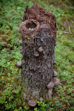 Birds Nest In Virgin Forest