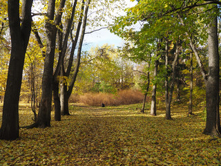 Wall Mural - park in autumn