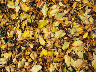 Wall Mural - background of leaves on the ground