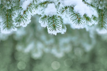 Background With Snow-covered Fir Branches