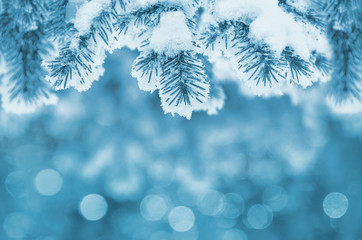 Wall Mural - Background with snow-covered fir branches