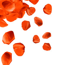 Falling Rose Petals Close-up Isolated On White