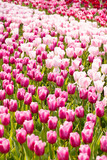 Fototapeta Tulipany - spring garden