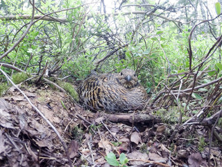 Poster - Nest of the Lyrurus tetrix, Black Grouse.