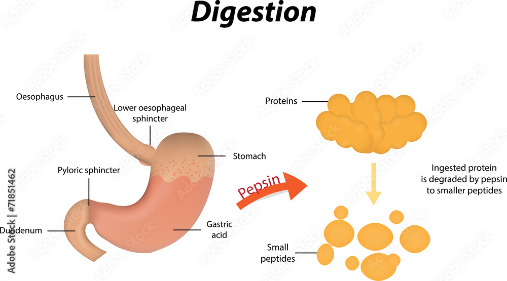 Protein Digestion Stock Illustration | Adobe Stock