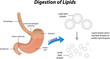Digestion of Lipids