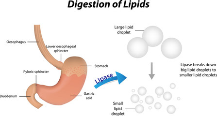 Wall Mural - Digestion of Lipids