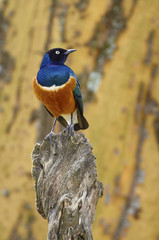 Wall Mural - Superb starling, African and colored bird