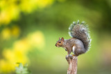 Eastern Grey Squirrel (Sciurus carolinensis)