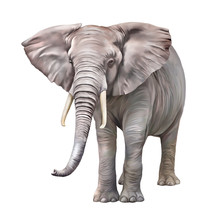 African Elephant, Loxodonta Africana