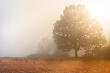 Fresh foggy morning on a wild meadow