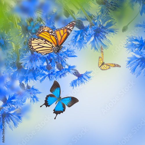 Plakat na papierze fotorealistycznym Dzikie niebieskie chabry i motyl