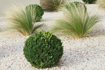 Canvas Print - massif de buxus et graminées