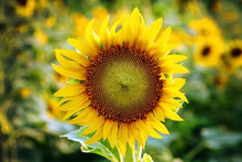 Yellow Sunflower Stands Alone With A Blurry Background On The Fe