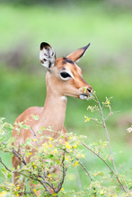 A Wild Baby Impala Antelope Feeding On Leaves In The Rain
