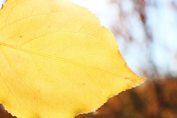 Beautiful autumn leaf, close-up