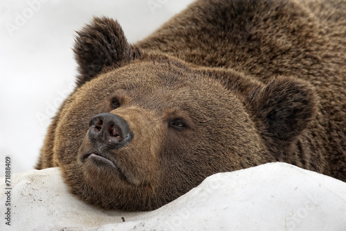 Board z aluminiowym obramowaniem Niedźwiedź brązowy portret grizzly w śniegu