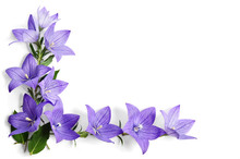 Photo Corner Made Of Bellflowers Isolated On White Background
