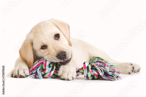 Foto-Kissen - Labrador puppy biting in a coloured toy (von dagmarhijmans)